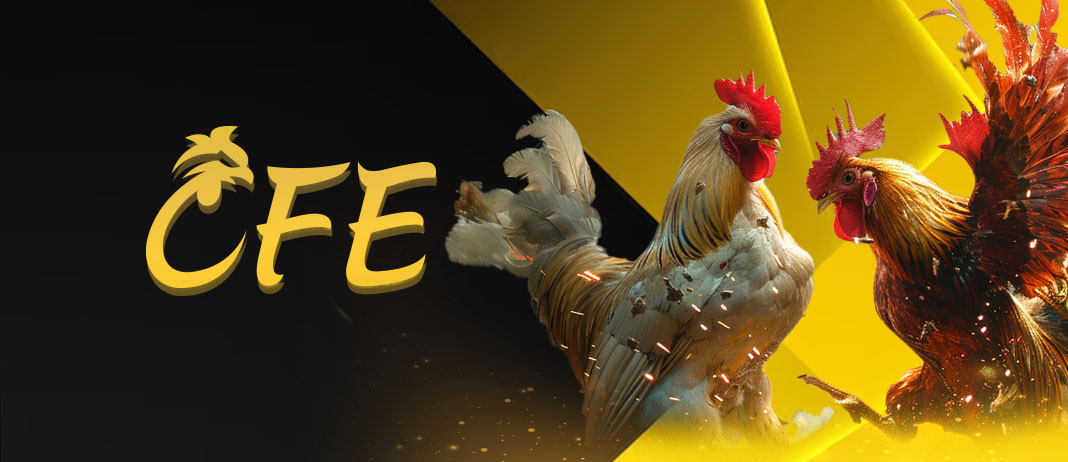 cockfighting-cfe