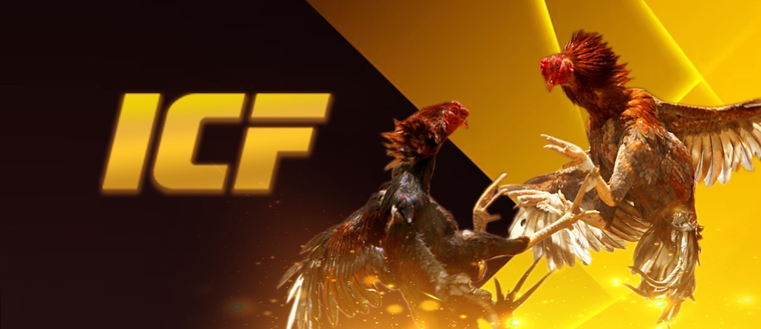 cockfighting-icf